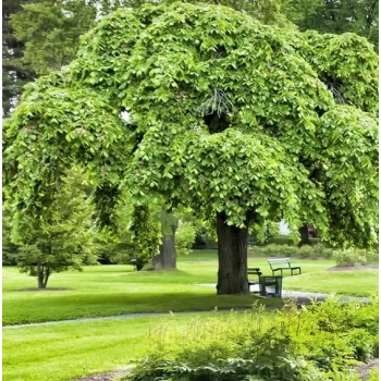 WIĄZ CAMPERDOWNII szczepiony - sadzonki 140 / 170 cm